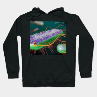 E.coli Cross-Section Hoodie